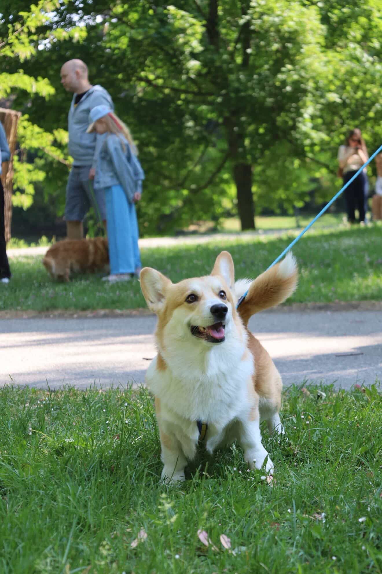 corgi meet up 7